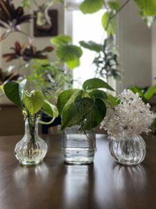 運気別におすすめの観葉植物
